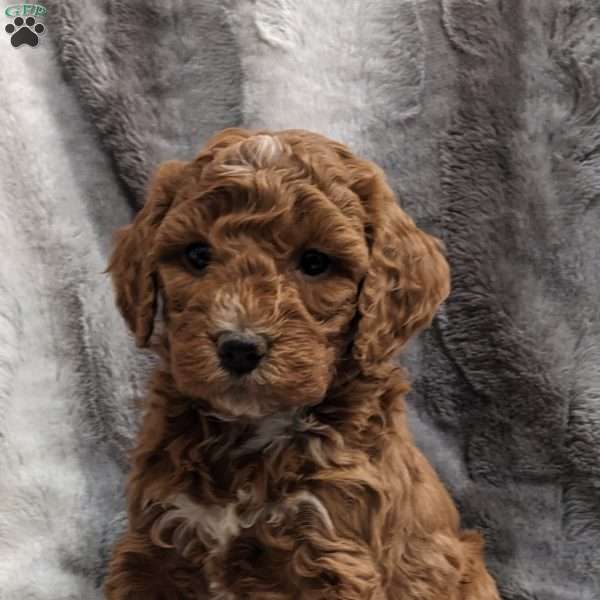 Molly, Mini Goldendoodle Puppy
